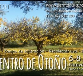 Cartel del encuentro de Otoño 2017- Un bonito arbol otoñal de la finca y las actividades de techo verde, zanja de infiltración, cosechar uva y hacer mosto