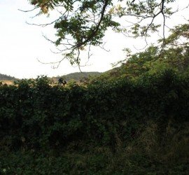 AKALASPIKAT - Otoño 2014